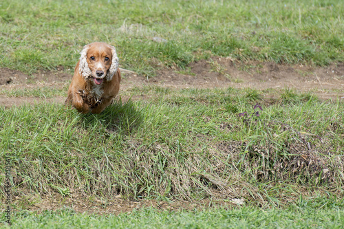 Photo: Cocker spaniel dog looking at you Cocker spaniel dog looking at you