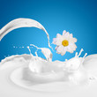 Fresh milk with camomile
