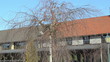 closeup birch tree branch house villa yard blue sky background