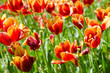 Tulip field on bright summer day