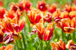 Tulip field on bright summer day