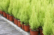 Photo: Dutch horticulture with cypresses in a greenhouse Dutch horticulture with cypresses in a greenhouse