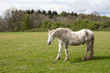 Photo: Old horse in a meadow with dandelions Old horse in a meadow with dandelions