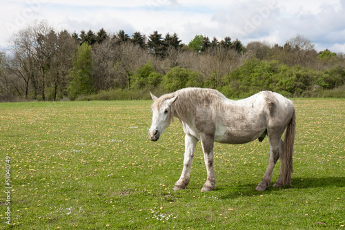 Photo: Old horse in a meadow with dandelions Old horse in a meadow with dandelions
