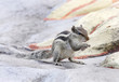 A beautiful squirrel eating food