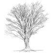 Large bare tree without leaves - Hand Drawn