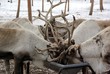Rentiere am Futtertrog Winter