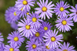 Blühende Herbstastern