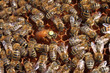 Bee queen in hive