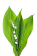 Konwalia majowa