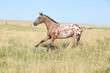 Nice appaloosa stallion running