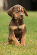 Louisiana Catahoula puppy on the grass
