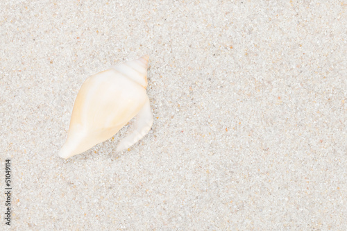 Photo: Neat seashell on the sandy beach Neat seashell on the sandy beach