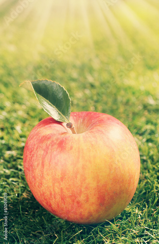 Photo: Single red apple on green grass Single red apple on green grass