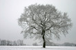 canvas print picture - Stieleiche im Winter