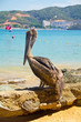 brown pelican