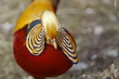 Goldfasan im Prachtkleid
