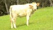 Video: bacuno en el campo bacuno en el campo
