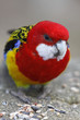 Rosella