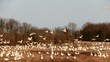 Snow Geese Flying
