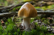 rotbrauner Scheidenstreifling