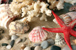 Sea coral with shells close-up