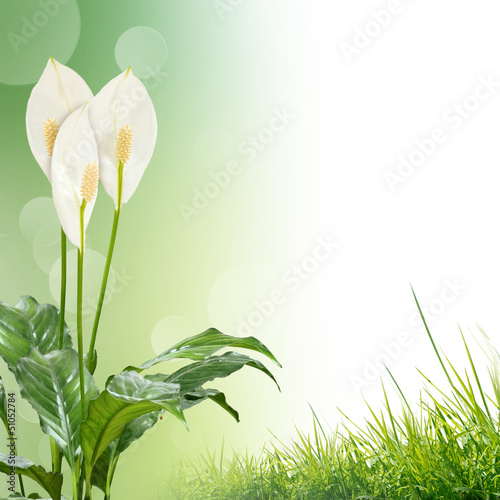 Photo: white flowers on the green background white flowers on the green background