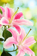 beautiful pink lily, on green background