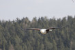 Seeadler