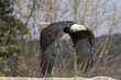 Seeadler