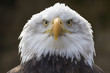 Seeadler