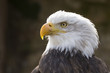 Seeadler