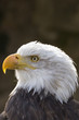 Seeadler