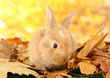 Fluffy foxy rabbit on leaves in park