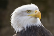 Seeadler