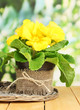 Beautiful yellow primula in flowerpot