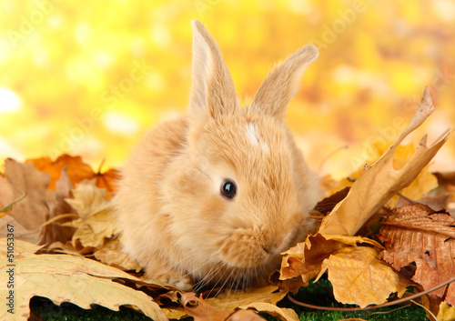 Photo: Fluffy foxy rabbit on leaves in park Fluffy foxy rabbit on leaves in park