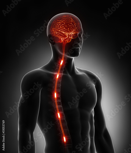 Illustration: Spinal cord nerve energy impulses into brain Spinal cord nerve energy impulses into brain