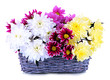 Bouquet of beautiful chrysanthemums in wicker basket isolated