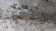 Red ant walking