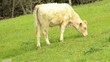 Video: bacuno en el campo bacuno en el campo