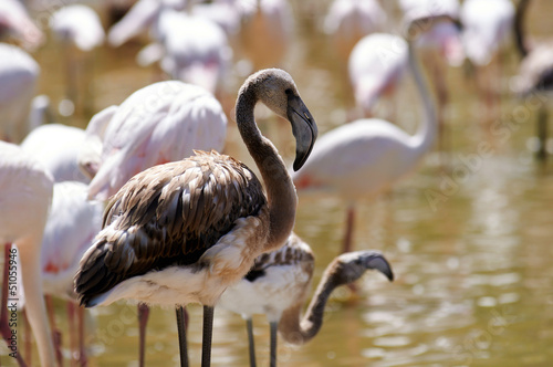Photo: Flamingo in the swamp Flamingo in the swamp