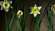 Video: Fioritua di narcisi Fioritua di narcisi