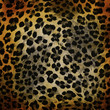 Cheetah pattern