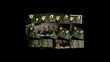 Video: Fioritua di narcisi Fioritua di narcisi
