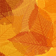 Dry autumn leaves template. EPS 8