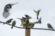 Titmouse Birds Eating Seed Fro...