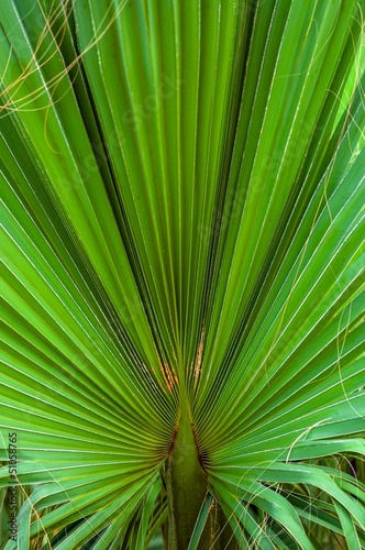 Photo: Closeup photo of a palm tree Closeup photo of a palm tree