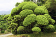green bush