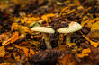 Knollenblätterpilz